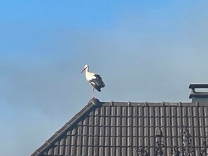 A stork standing on a tiled roof. - Calm, spacious and relaxing holiday home in the heart of the Vosges mountains (Kruth)