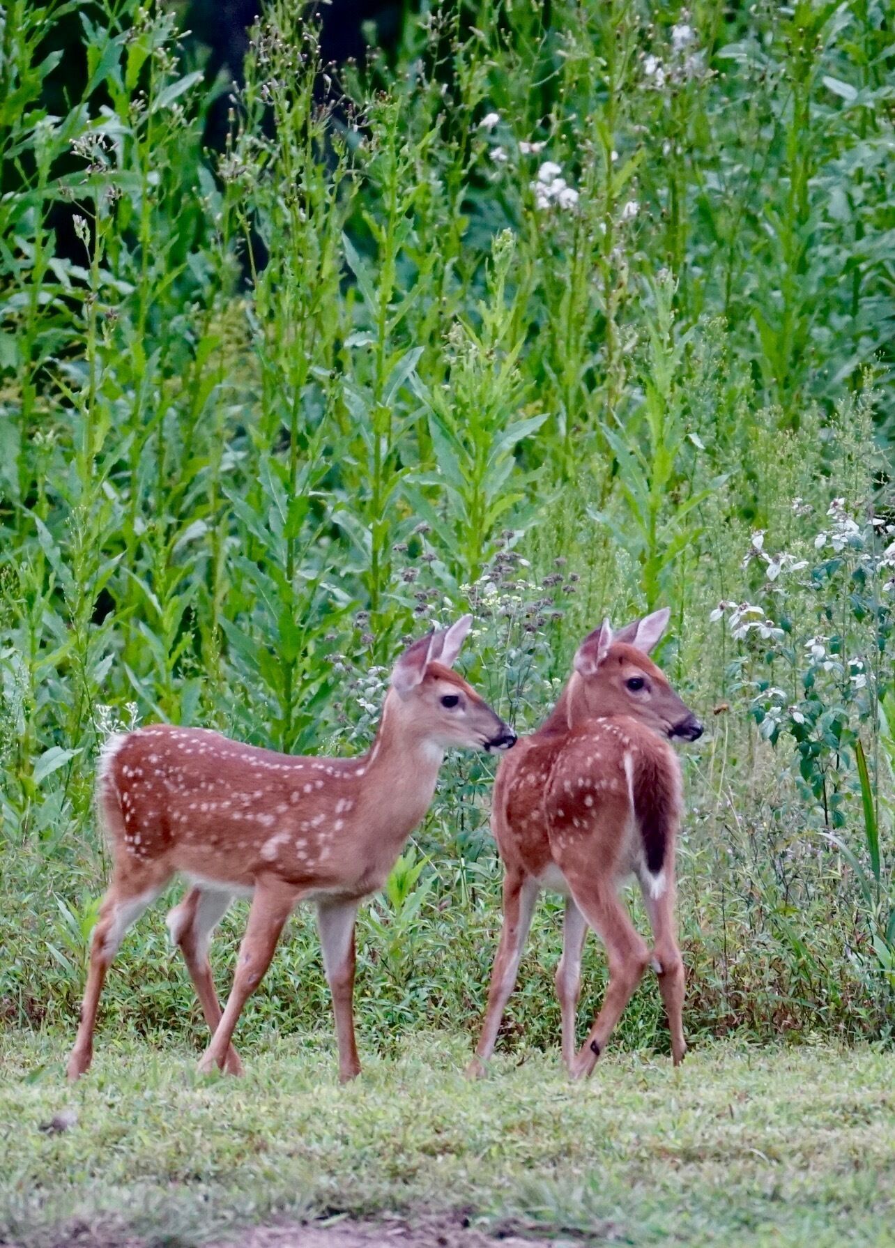 Two deer in a grassy field with dense green foliage in the background.
