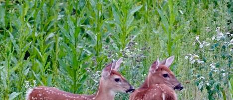 Two deer in a grassy field with dense green foliage in the background.