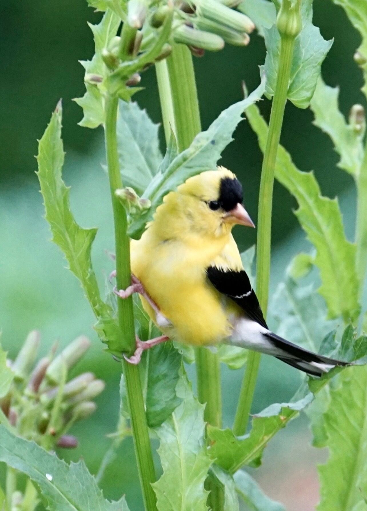 A bird perched on a plant.