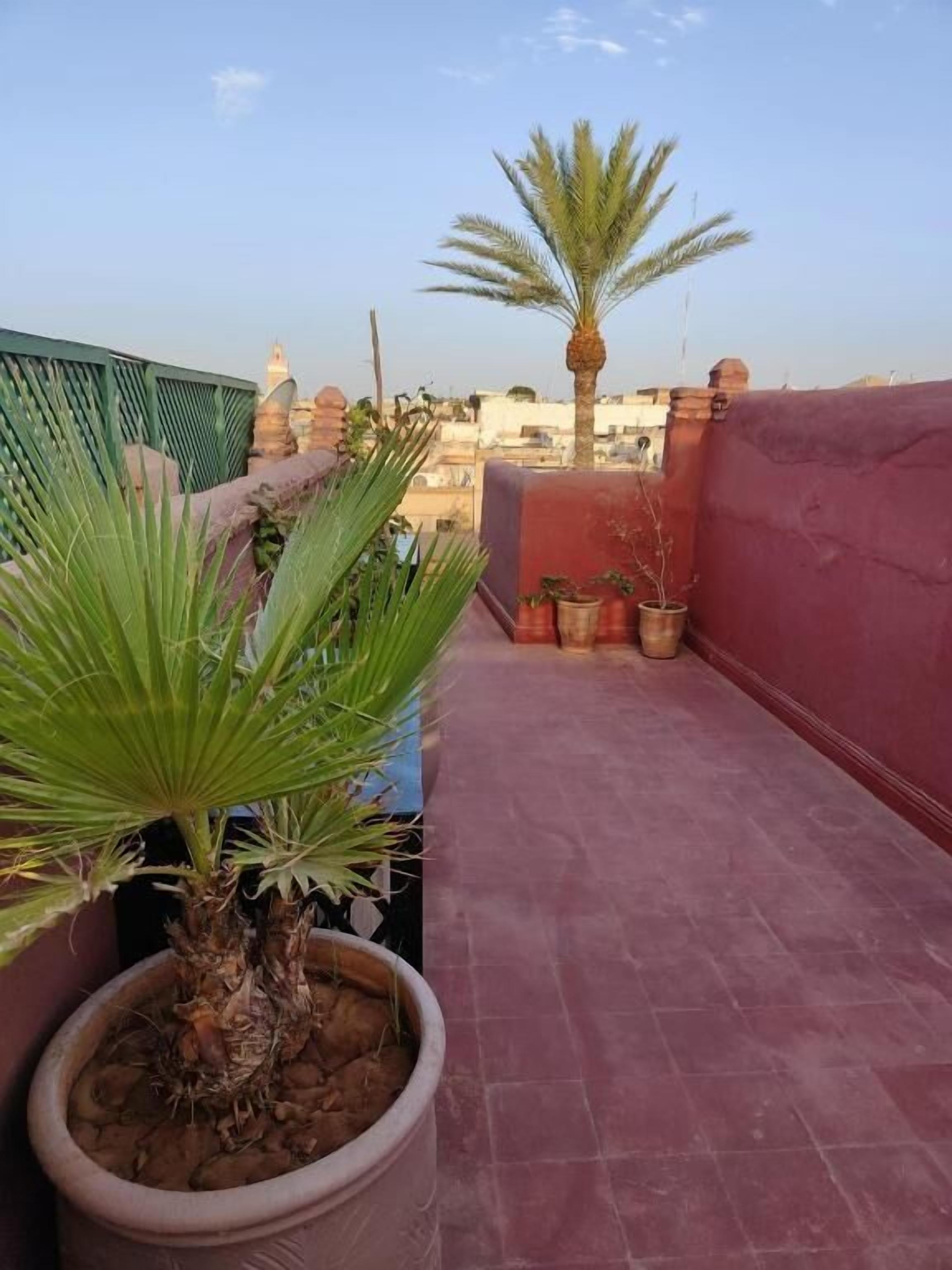 A rooftop terrace with potted plants, a palm tree, and a view of the cityscape.