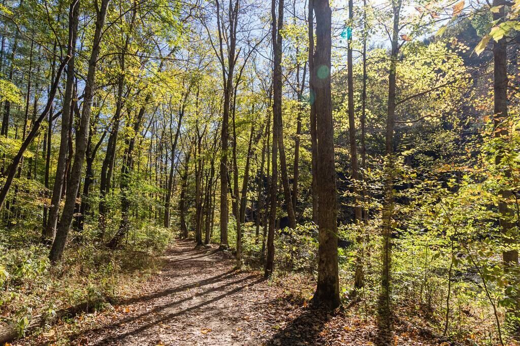 A forest path surrounded by tall trees with sunlight filtering through.