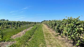 Ein Weinberg mit Reihen von Reben unter blauem Himmel.