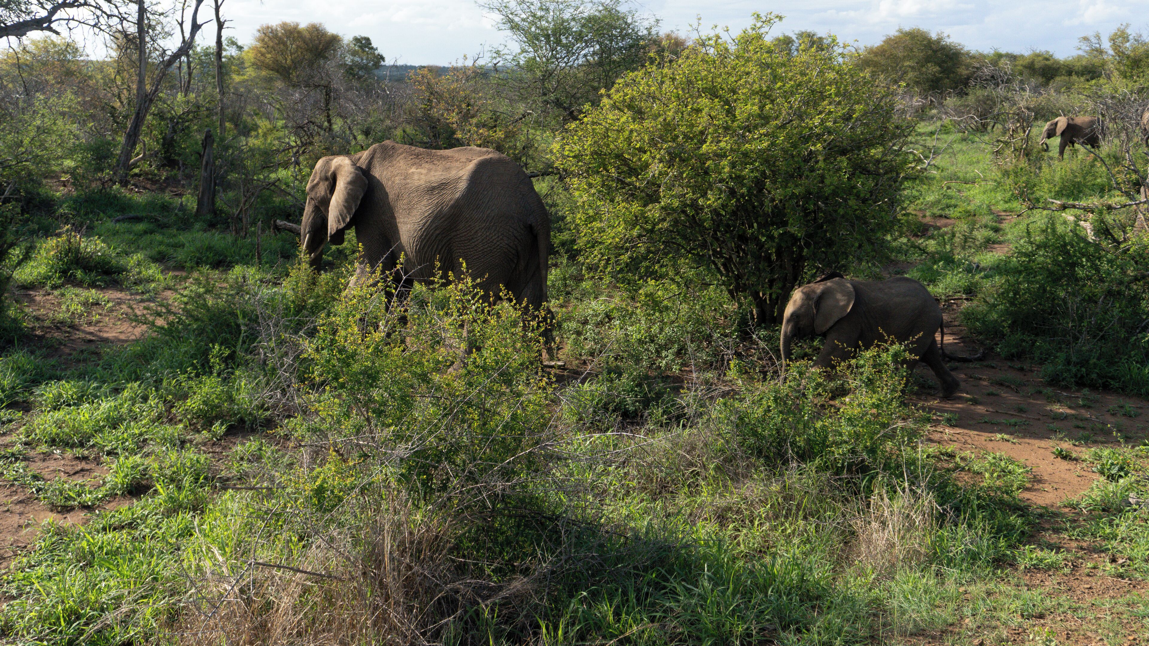 A natural landscape with two elephants in a grassy area with trees and shrubs.