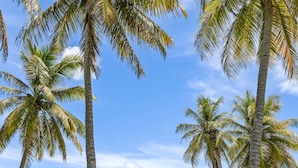 Un paysage tropical avec des palmiers, une zone herbeuse et un bâtiment doté d’un toit plat en arrière-plan.