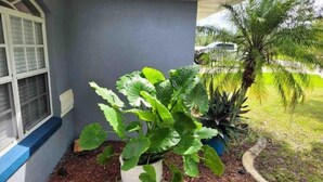 A potted plant with broad leaves in front of a house with a window and a small palm tree in the background. - Beautiful Relaxed Sebring Home. (Sebring)