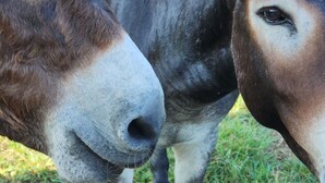 Two donkeys standing close together. - Farmhouse room 15minutes to, caverns state park
 Falling waters chipley Florida  (Cottondale)