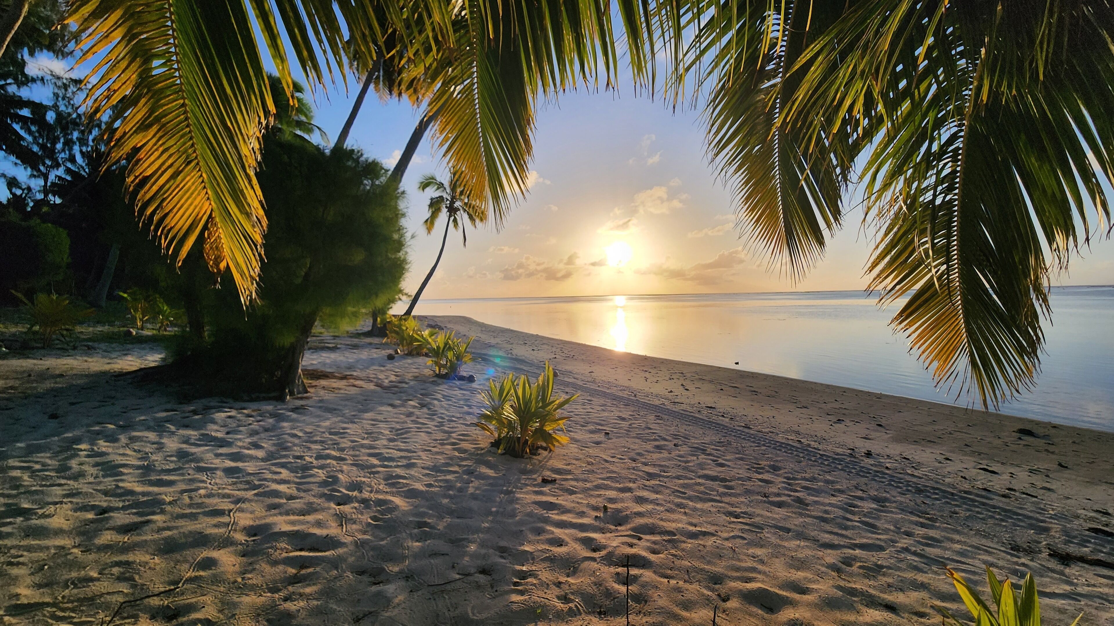 A beach with palm trees, a calm sea, and a sunset.