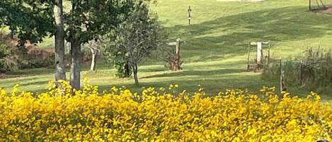 Un campo de flores amarillas, un árbol y un campo de golf al fondo.