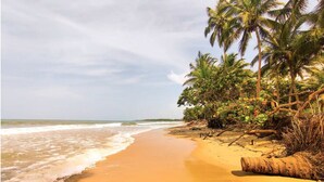 A beach with a sandy shore, palm trees, and a fallen tree trunk. - Amazing & Eco-friendly Beach house (Palomino)