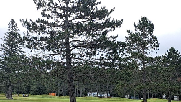 A golf course with a large pine tree, mounds, and a clubhouse in the background. - 03 Dutchmen Classic that sleeps 1- 6 people comfortably for the perfect weekend  (Cloquet)