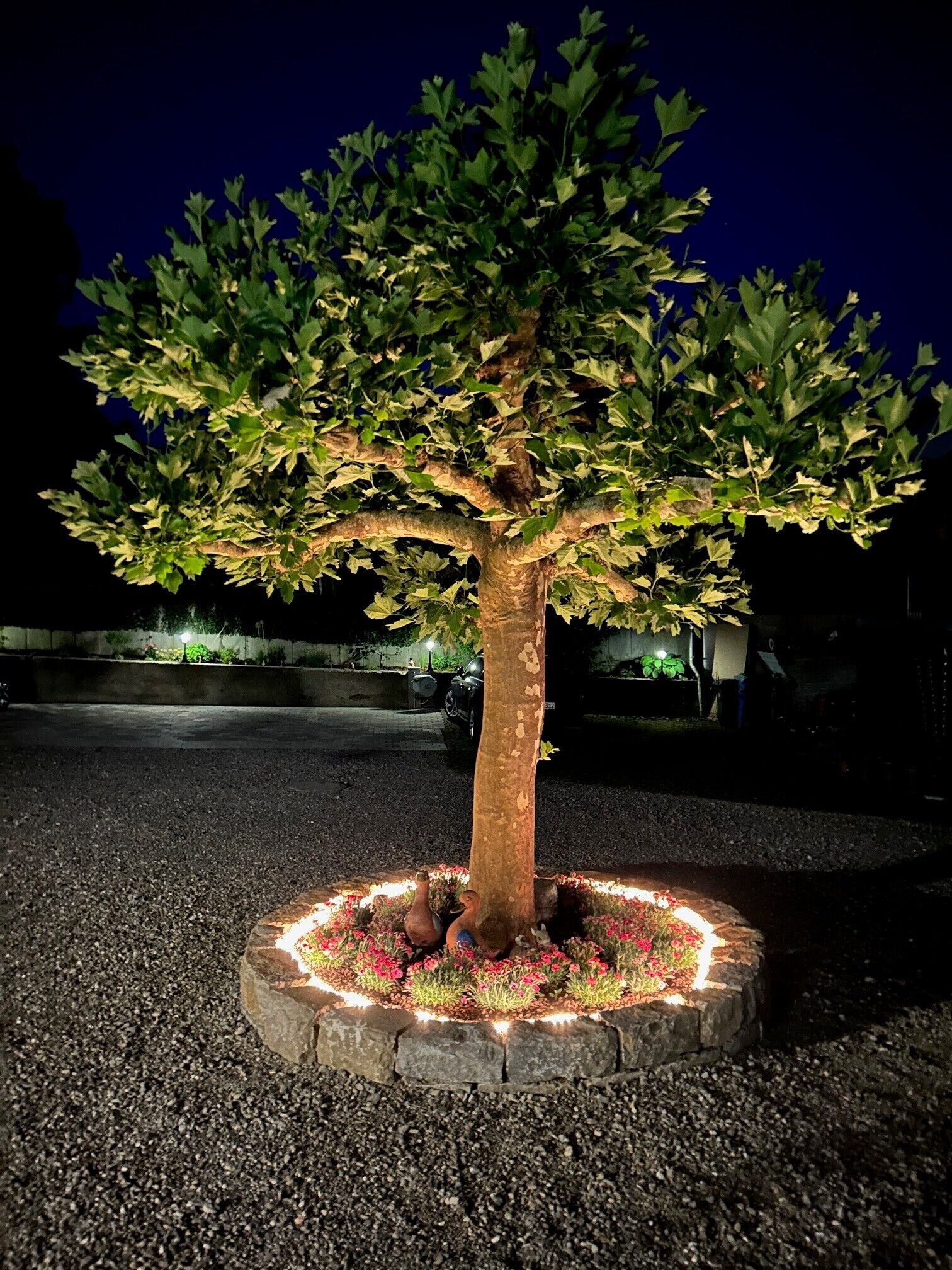 Un árbol con una base de piedra circular, rodeado por un anillo de luces.