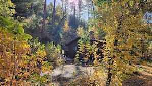 Una cabana envoltada de bosc dens, amb arbres alts i llum del sol filtrant-se.
