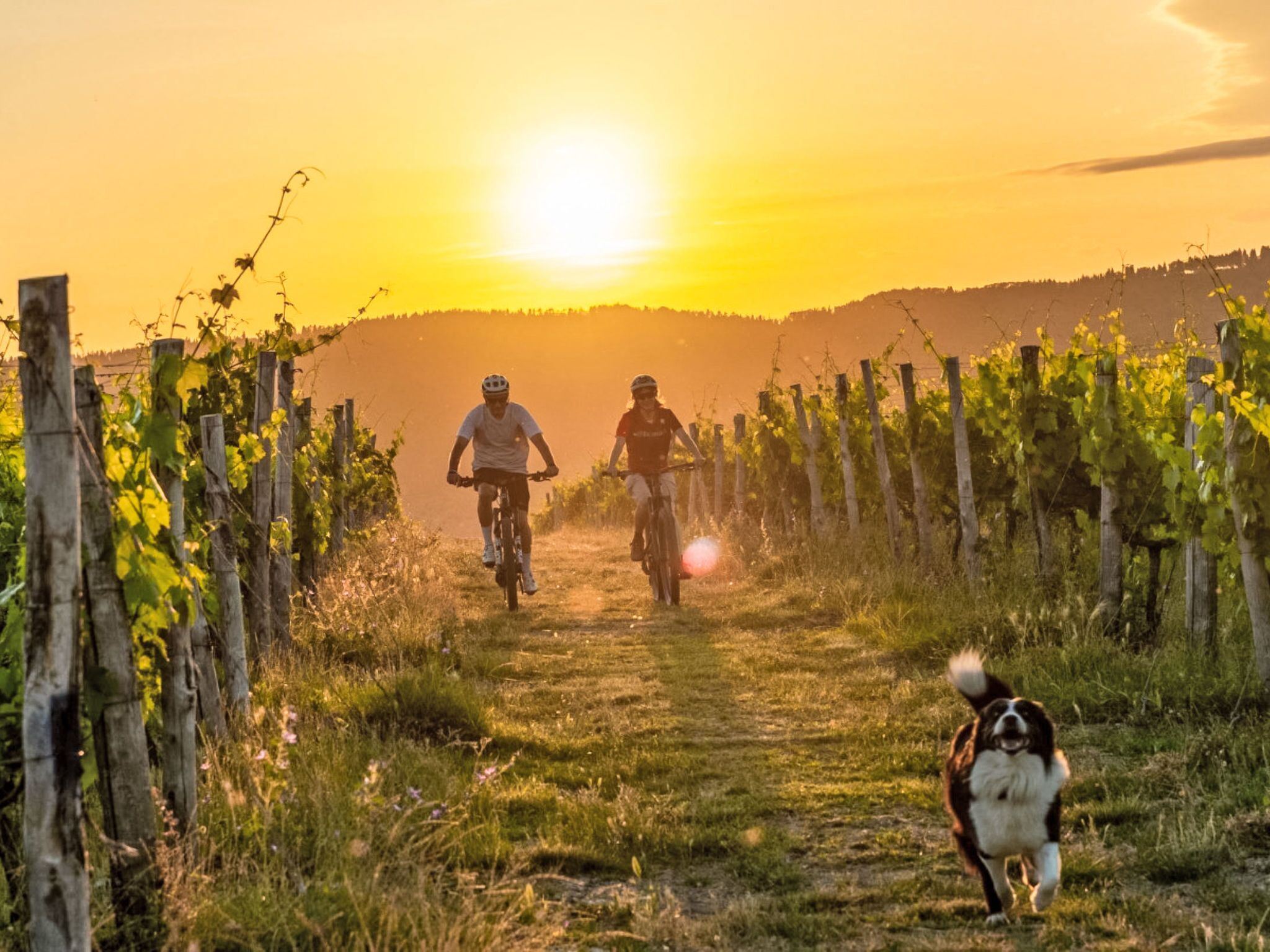 A vineyard path with two cyclists and a dog.