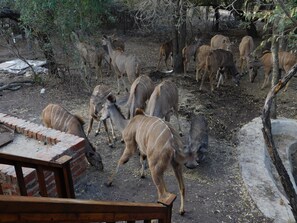 Casa, 2 quartos, piscina particular, vista para a piscina | Jardim