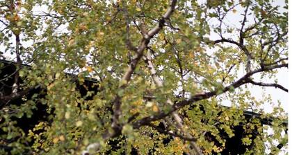 Saanan helmi by Interhome