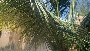 A palm tree with a clear blue sky in the background. - Chokoro House (Paje)