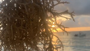 A close-up of seaweed with the ocean and a boat in the background during sunset. - Chokoro House (Paje)