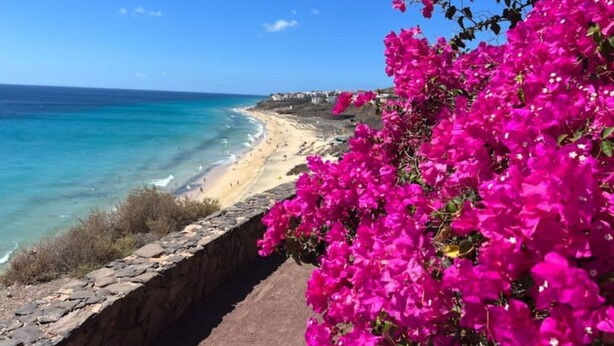 A coastal view with a stone wall and vibrant pink flowers.