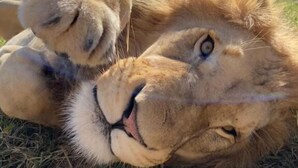Miscellaneous - Pumbaa Wildlife Park and Accommodation (Mbombela)