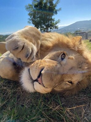 Miscellaneous - Pumbaa Wildlife Park and Accommodation (Mbombela)