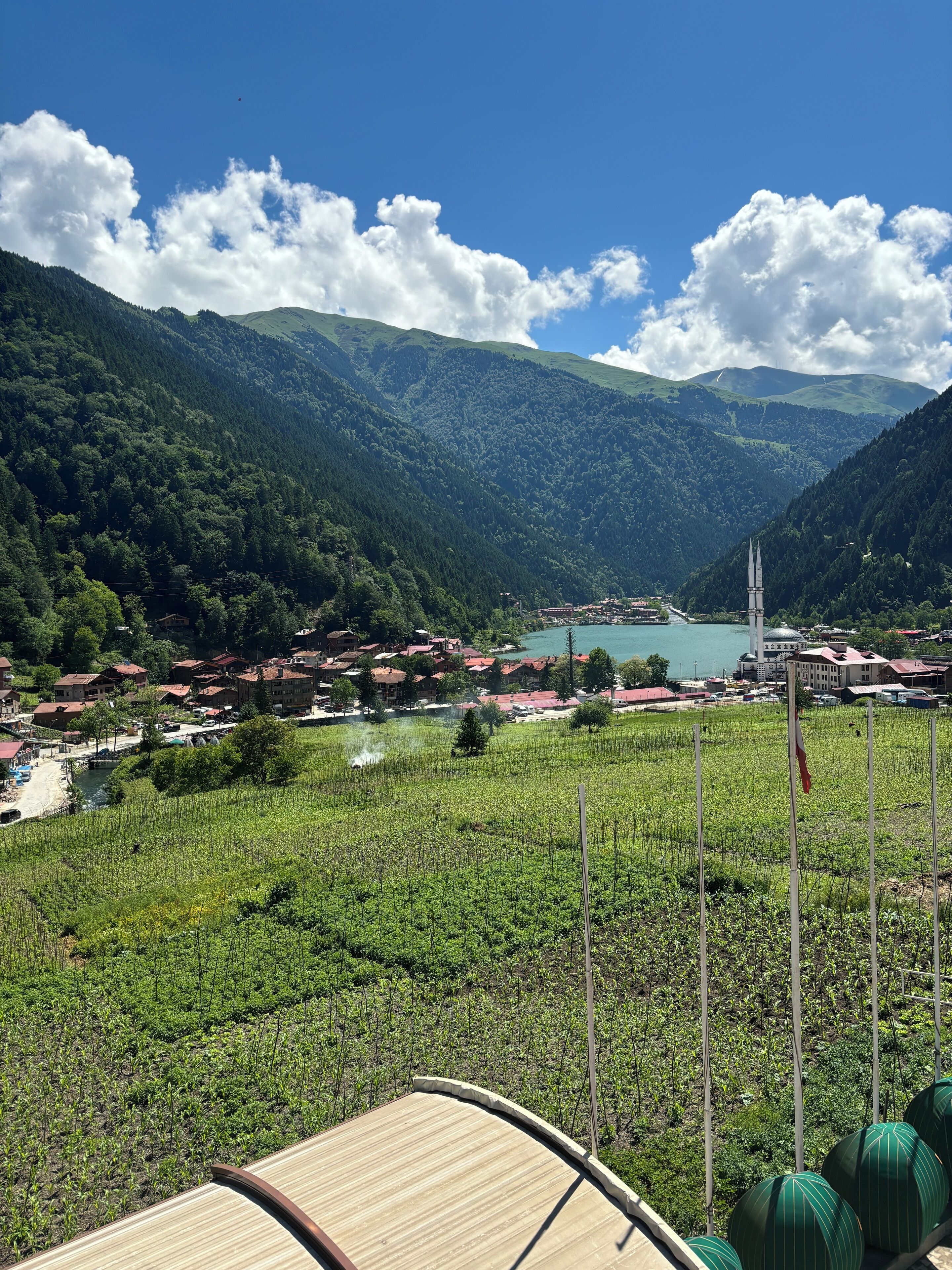 A vineyard with rows of grapevines, a small body of water, and a town with buildings in the background.