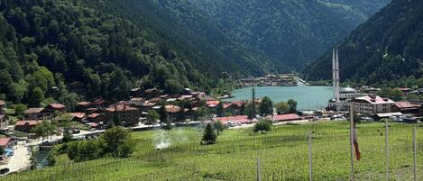 A vineyard with rows of grapevines, a small body of water, and a town with buildings in the background.