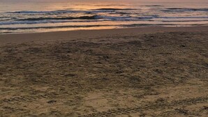 A beach with a bird flying over the water during sunset. - Pool - Beach Access - Near Claytons Private (South Padre Island)