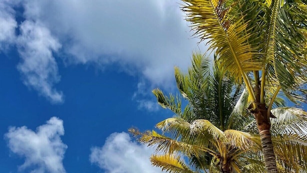 Une plage bordée de palmiers, sous un ciel dégagé.