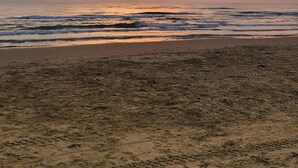 Una playa con atardecer, olas y un ave volando.