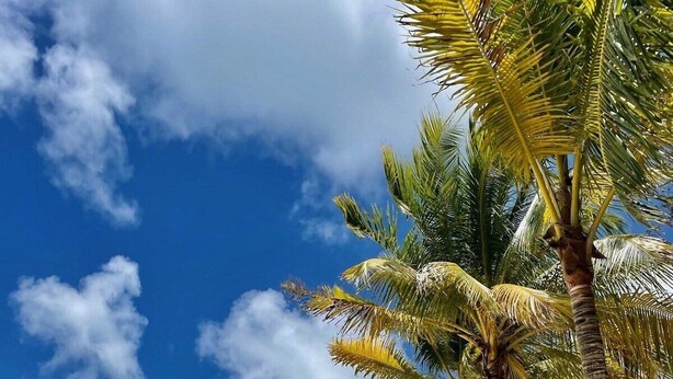 Uma praia arenosa com palmeiras e um céu azul límpido.