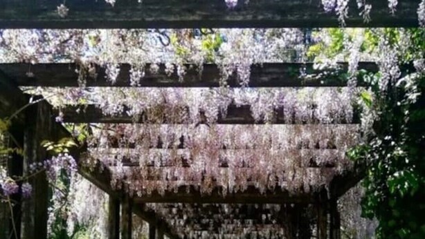 Eine hölzerne Pergola mit Bank, umgeben von Grünpflanzen.