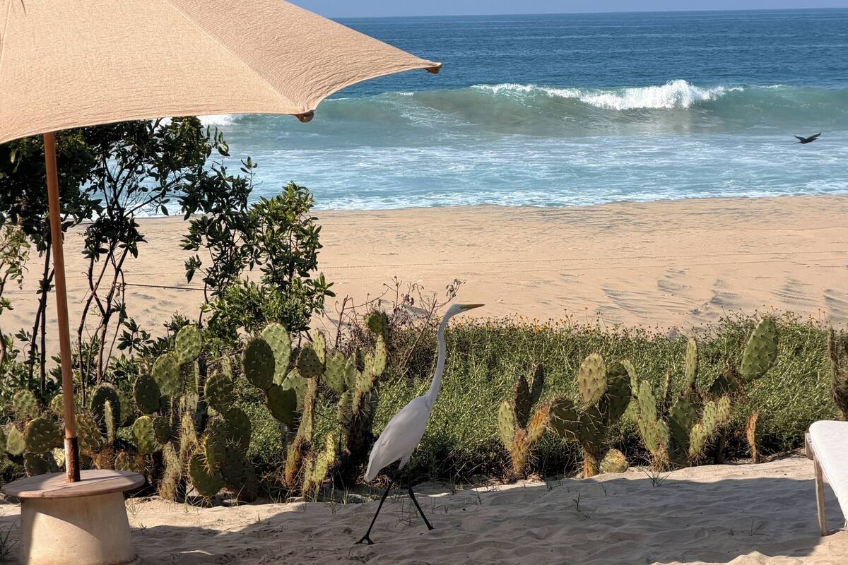 A beach scene with a white bird, a beach umbrella, and cacti.