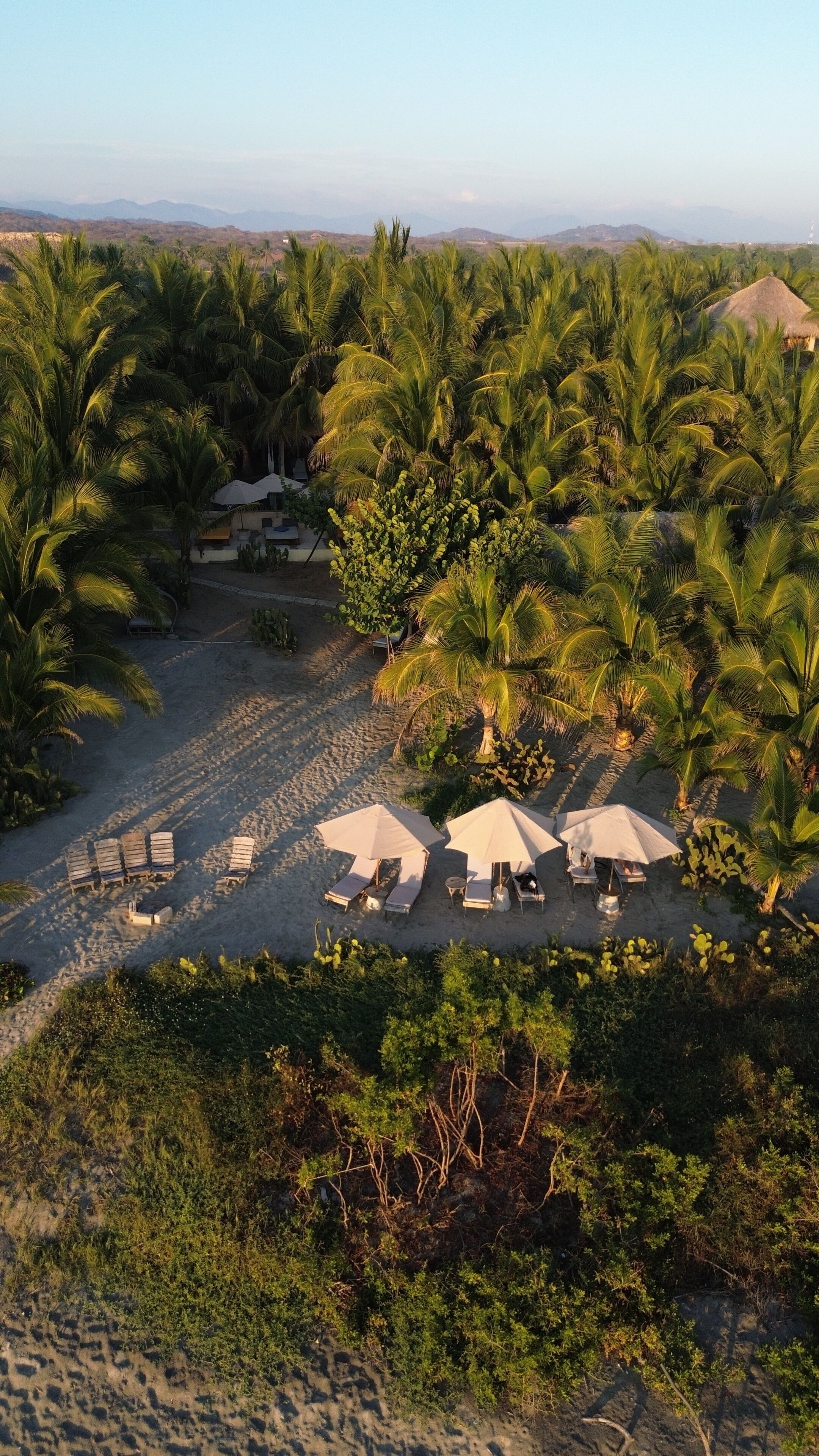 A beach resort with palm trees, sun loungers, and umbrellas.