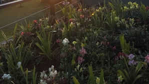 Een tuin met verschillende bloemen en een ondergaande zon op de achtergrond.