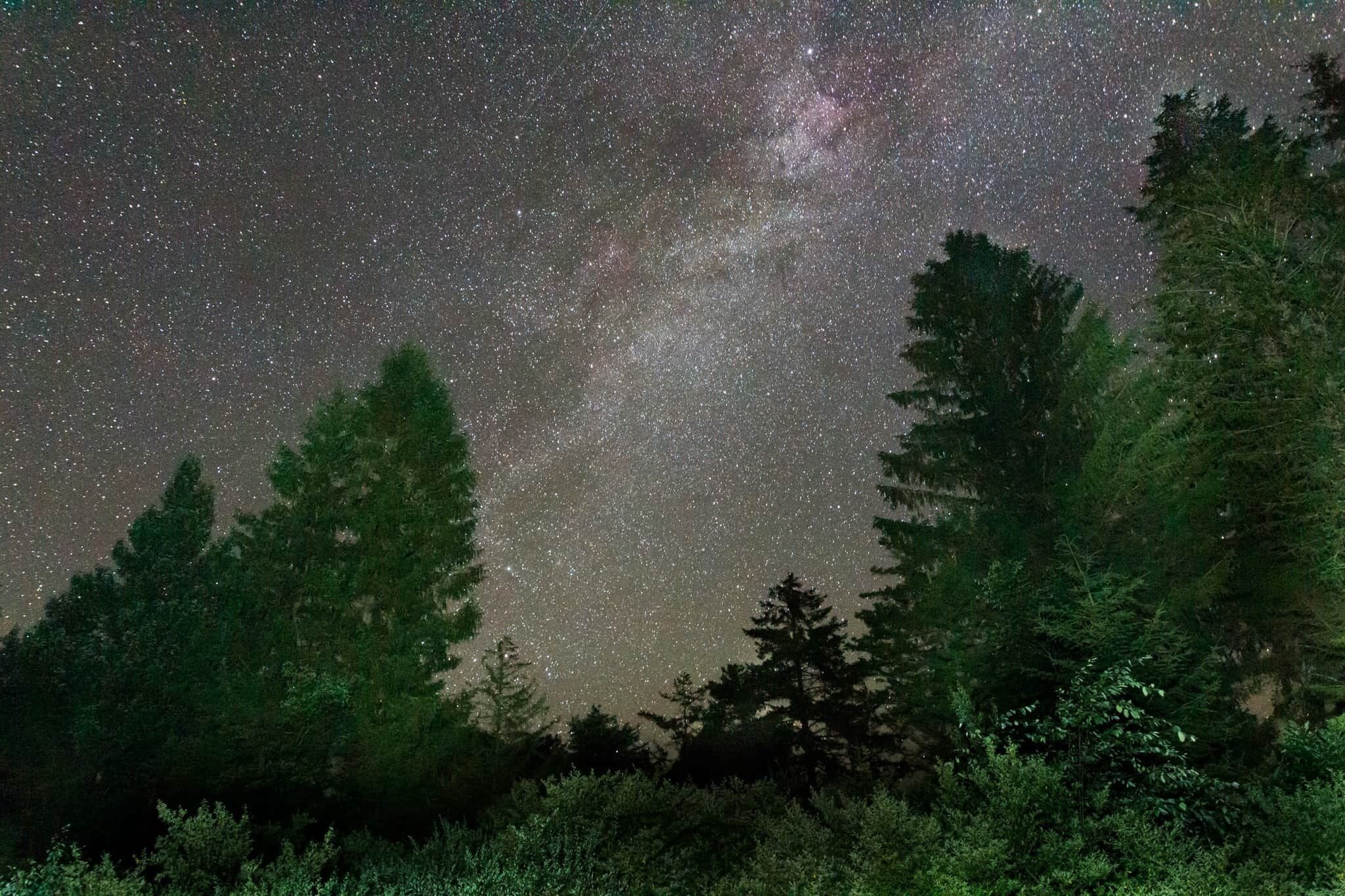 Cielo nocturno lleno de estrellas, rodeado de un bosque denso.