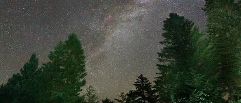 Cielo nocturno lleno de estrellas, rodeado de un bosque denso.