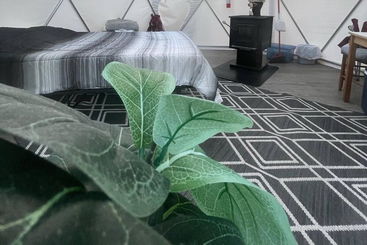 A tent with two beds, a heater, and a large plant.