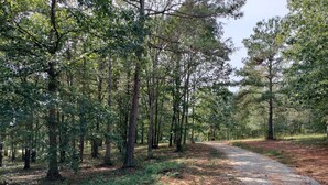 A forested area with a dirt path leading through it.