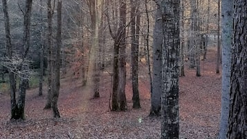 Miscellaneous