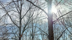 A forest with tall trees and a dirt path.