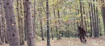 Full Hookup RV site-Pet Friendly! Big Foot Trail at Hairy Hiker Woods
