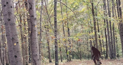 Full Hookup RV site-Pet Friendly! Big Foot Trail at Hairy Hiker Woods