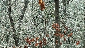 A dense forest with bare trees and scattered brown leaves.