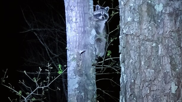 A raccoon clinging to a tree trunk at night.