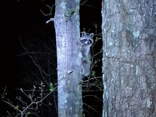 Full Hookup RV site-Pet Friendly! Big Foot Trail at Hairy Hiker Woods