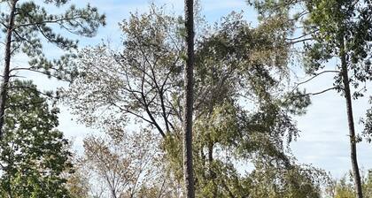Newly constructed waterfront cabin C1 with pond and Trinity River views