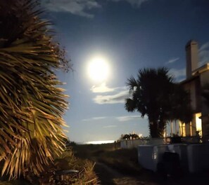 Experience the serene ambiance of this tranquil retreat, surrounded by palm trees and a peaceful pathway.