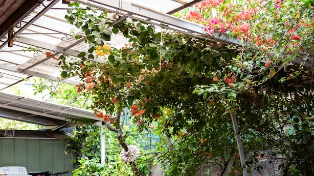 Uma área de pátio com sofá, cadeiras e plantas em vasos.