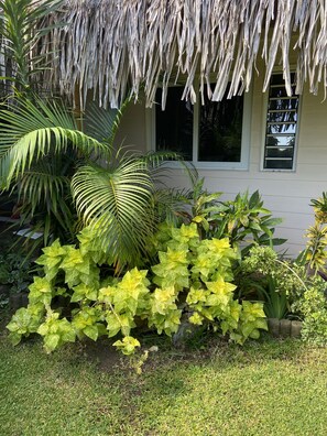 Front of property - Manaeva Lodge (Faaa)